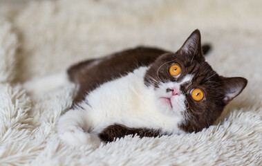 Portrait of angry british shothair bicolor cat 