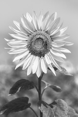 Sunflower Black and White