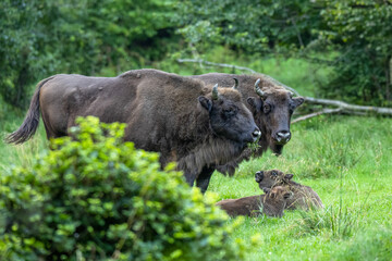 Fototapeta premium Wild European Bison (Bison bonasus) in the natural habitat. Bieszczady. Carpathian Mountains. Poland.