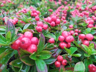 Green bushes of red inedible berries on the tundra