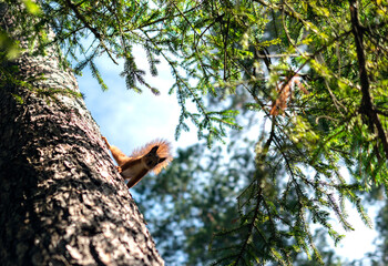 Curious playful squirrel with fluffy tail on pine tree in sunny day outdoors. 