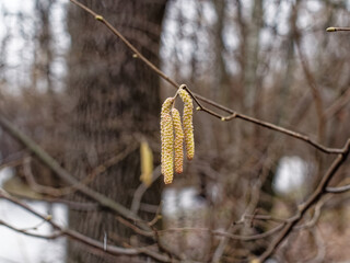 catkins with seeds on a branch in the forest in winter, Moscow