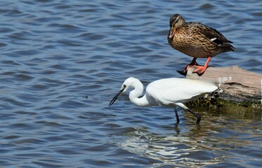 Aigrette garzette et canard colvert