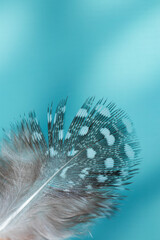 Quail feathers on a turquoise background. Bird feather texture. with copy space for your customized text. Macro shooting.