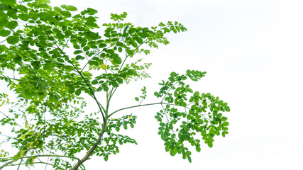 Moringa leaves (Moringa oleifera) isolated on white background