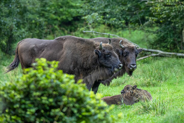 Fototapeta premium Wild European Bison (Bison bonasus) in the natural habitat. Bieszczady. Carpathian Mountains. Poland.