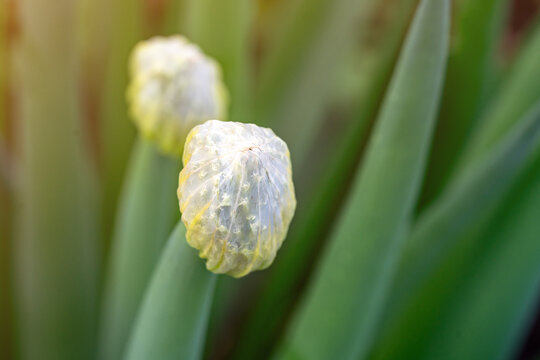 Onion batun, fresh green and flowering leaves,