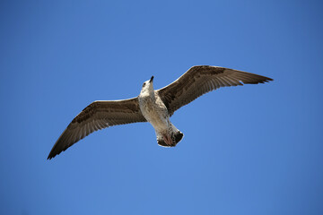 Seagull in low level flight against the blue sky