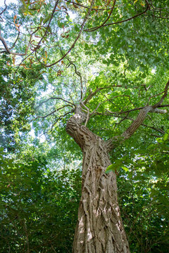 Alder tree seen upwards	
