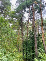 trees in the forest