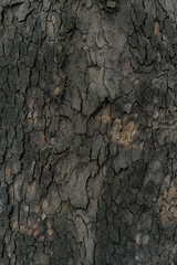 Relief texture of the dark bark of a tree close up
