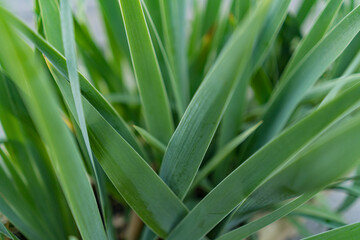 Obraz premium Green leaves pattern background, Natural background and wallpaper
