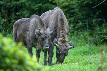 Wild European Bison (Bison bonasus) in the natural habitat. Bieszczady. Carpathian Mountains. Poland.