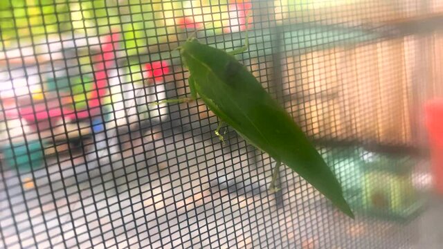 Katydid Entangled In Window Screen
