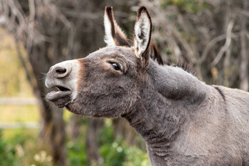 portrait of a young donkey braying