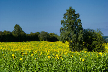 paysage fleuri champ tournesol