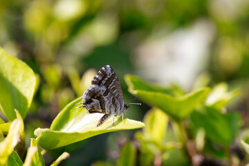 Springtime, Buttefly on green Grass, Flying and landing. brown butterfly, geranium bronze