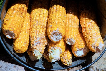 corn cobs in a bucket on the ground