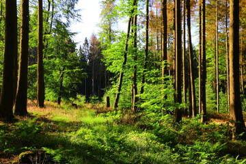 Morgenstimmung am frühen Morgen in einem Wald bei Bad Marienberg