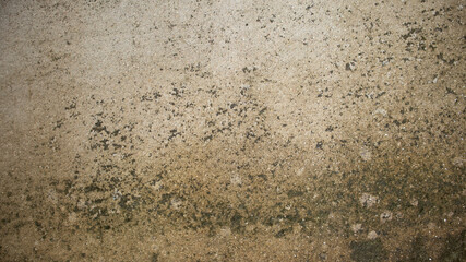 old wall with lichen,moss on the white wal, Dirty white wall background  close up moss texture on cement wall, dirty concrete floor, dried moss on plaster surface