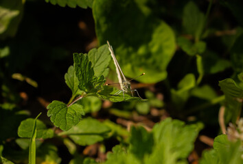 motyl na lisciu © Arcadiusss