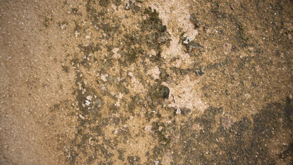 old wall with lichen,moss on the white wal, Dirty white wall background  close up moss texture on cement wall, dirty concrete floor, dried moss on plaster surface