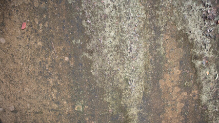 old wall with lichen,moss on the white wal, Dirty white wall background  close up moss texture on cement wall, dirty concrete floor, dried moss on plaster surface