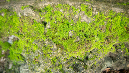old wall with lichen,moss on the white wal, Dirty white wall background  close up moss texture on cement wall, dirty concrete floor, dried moss on plaster surface