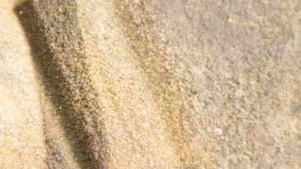 old wall with lichen,moss on the white wal, Dirty white wall background  close up moss texture on cement wall, dirty concrete floor, dried moss on plaster surface