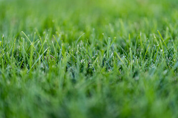 Fototapeta premium Green leaves pattern background, Natural background and wallpaper