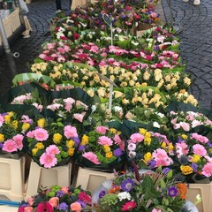 flowers in the market