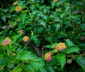 butterfly on a flower