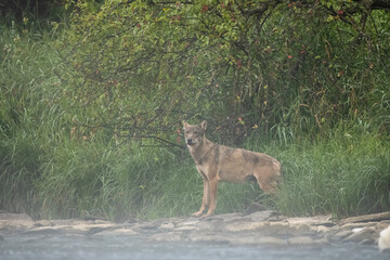 Grey Wolf (Canis lupus) in the natural environment. Bieszczady, Carpathian Mountains. Poland.