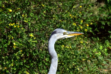 Kopf eines Reihers im Profil