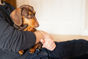 A young miniature dachshund with chocolate and tan colouring, sits on the lap of a man who is...