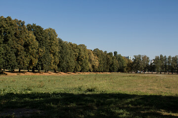 big green meadow in the forest
