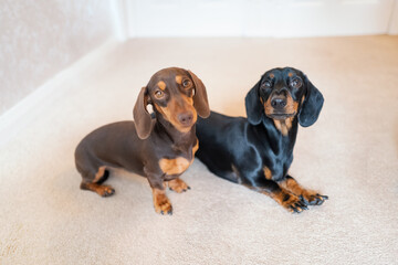 Obraz premium Two adorable miniature dachshunds indoors on a cream carpet. Both dogs are looking at the camera.