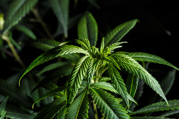 Fototapeta na wymiar Mature marijuana plant with bud and leaves. Marijuana plant texture on an indoor cannabis farm.The concept of Indoor grow marijuana. marijuana for recreational purposes.