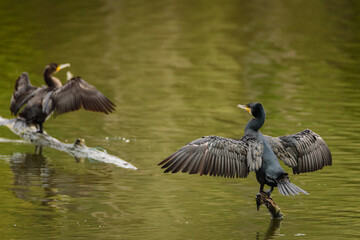 Cormorano (Phalacrocorax carbo)
