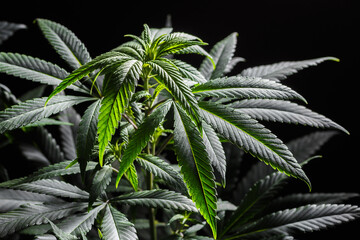 Mature marijuana plant with bud and leaves. Marijuana plant texture on an indoor cannabis farm.The concept of Indoor grow marijuana. marijuana for recreational purposes.