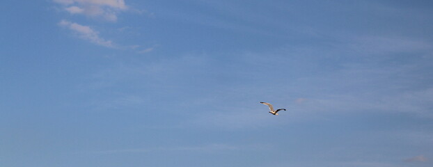Gabbiano solitario che vola libero nel cielo