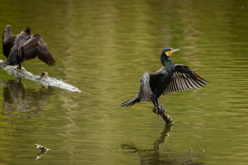 Cormorano (Phalacrocorax carbo)