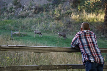 man viewing deer near mountains 
