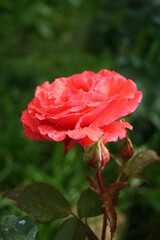 Obraz premium Red rose ‘Scent cloud’ in the morning