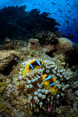 Fototapeta na wymiar two clown fish in a sea anemone