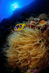 Plakat clown fish in a sea anemone