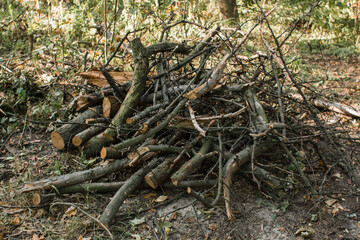 tree branches lie in a heap in the forest