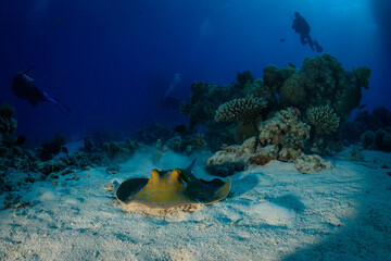 Bluespotted Stingray (Taeniura lymma)