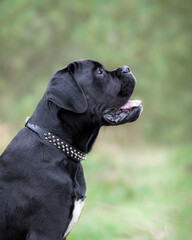 Portrait of young black cane corso dog sitting at nature.
