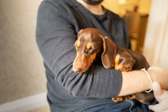 A young miniature dachshund with chocolate and tan colouring, lies asleep in the arms of  a man who is hugging her.